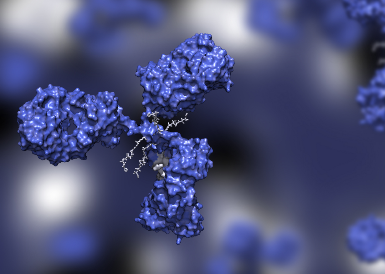 【PharmaLegacy ADC系列·第一篇】抗体篇：当“精准导航”进入真实生物体系