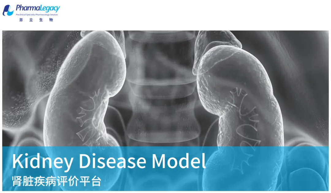 干货 | 盘点常见的肾脏疾病动物模型