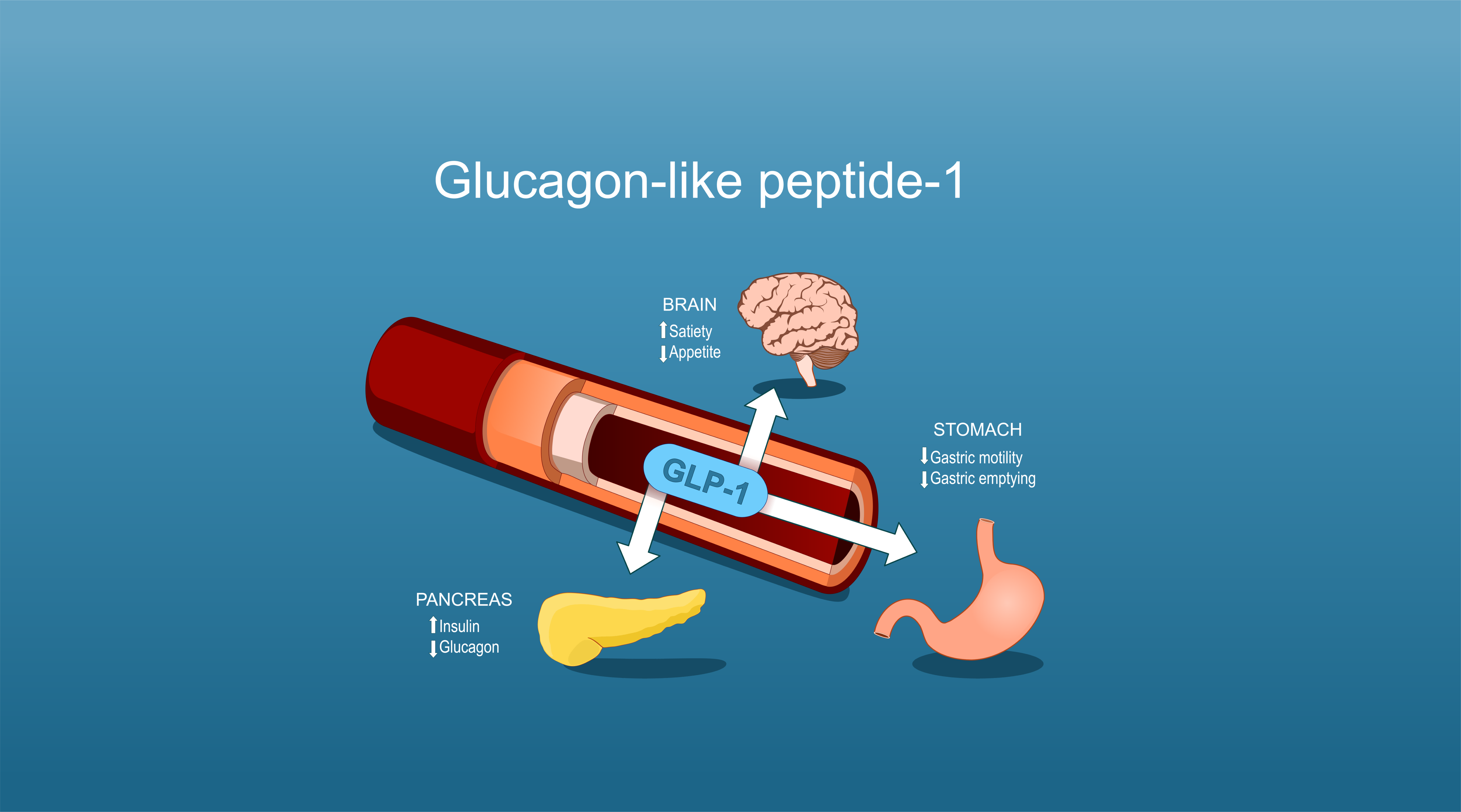 GLP-1的发现与起源