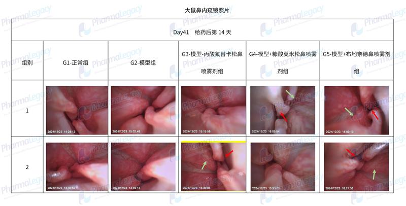 内窥镜下的新视角：大鼠鼻炎模型药效评估的新突破